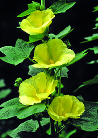 Alcea rosea 'Sunshine'